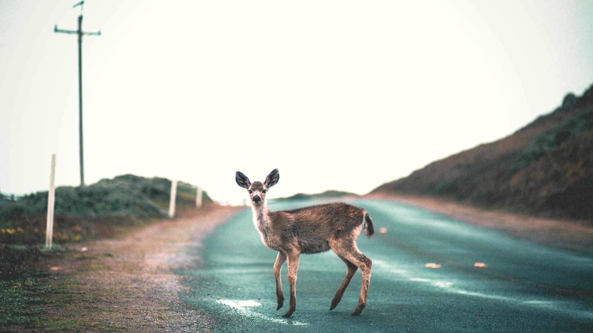 collisione animale selvatico